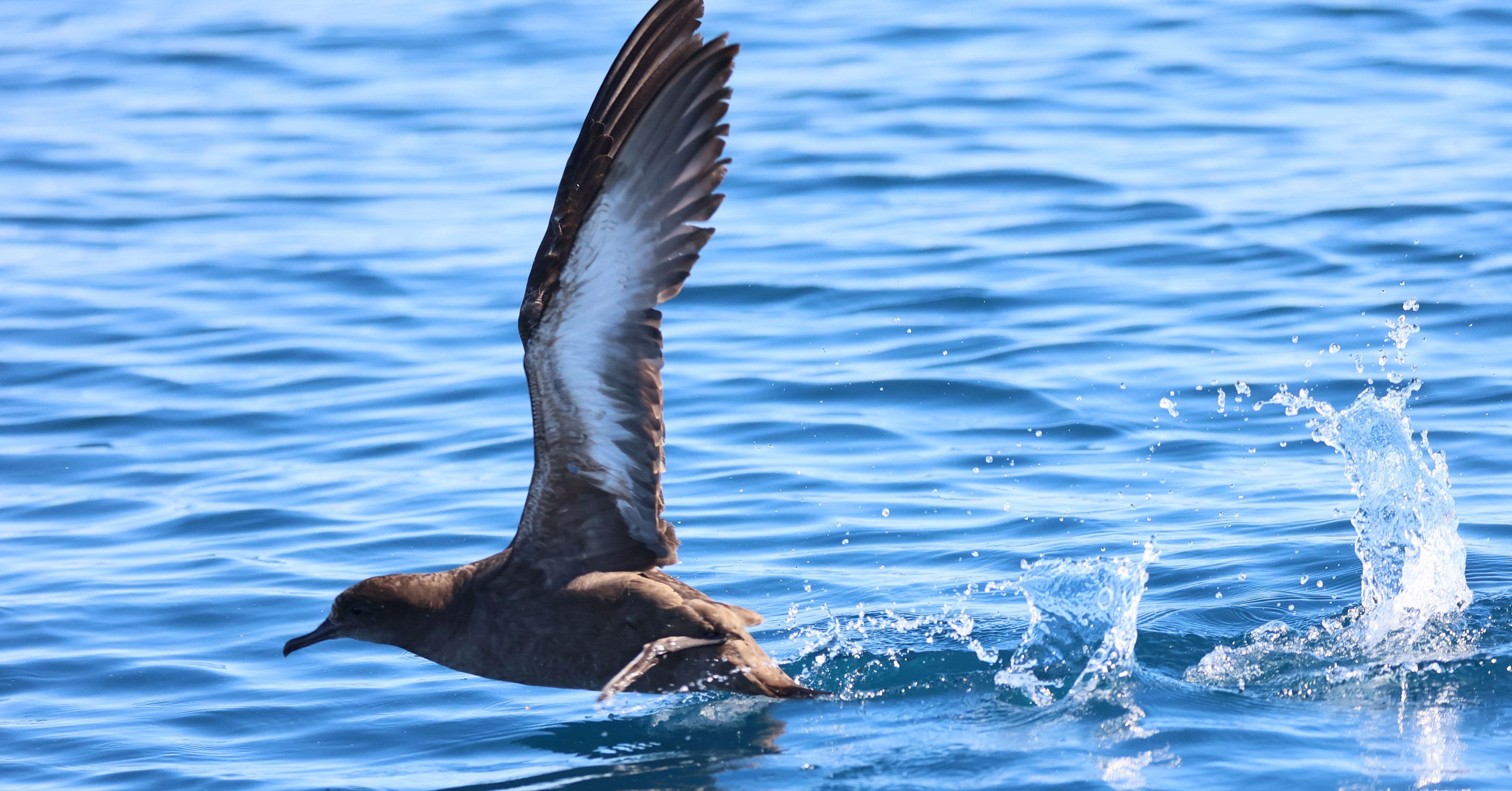 Birdwatching Guide to the Algarve